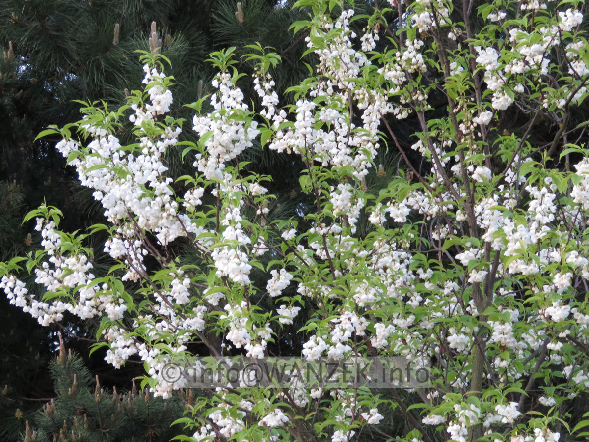 Halesia monticola - Sol 08.JPG